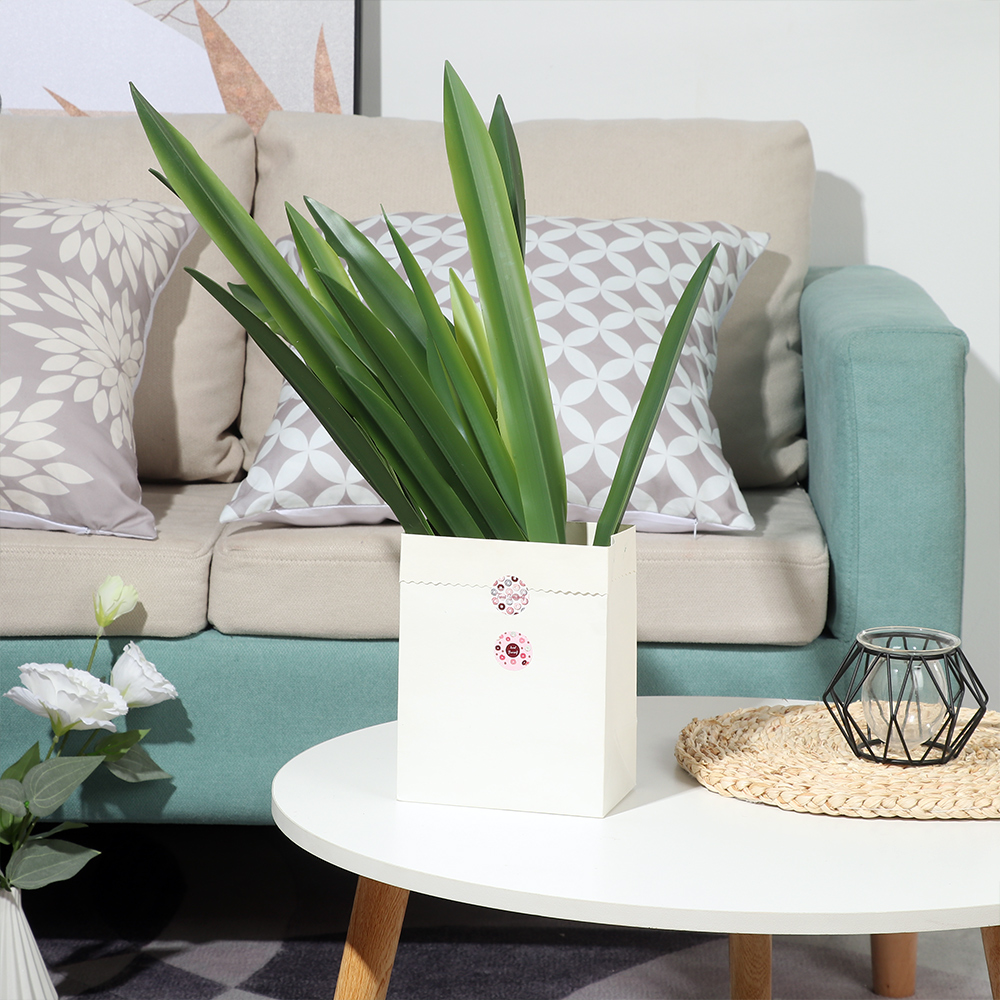 New Party Supplies High Grade  - Snake Plant review and price