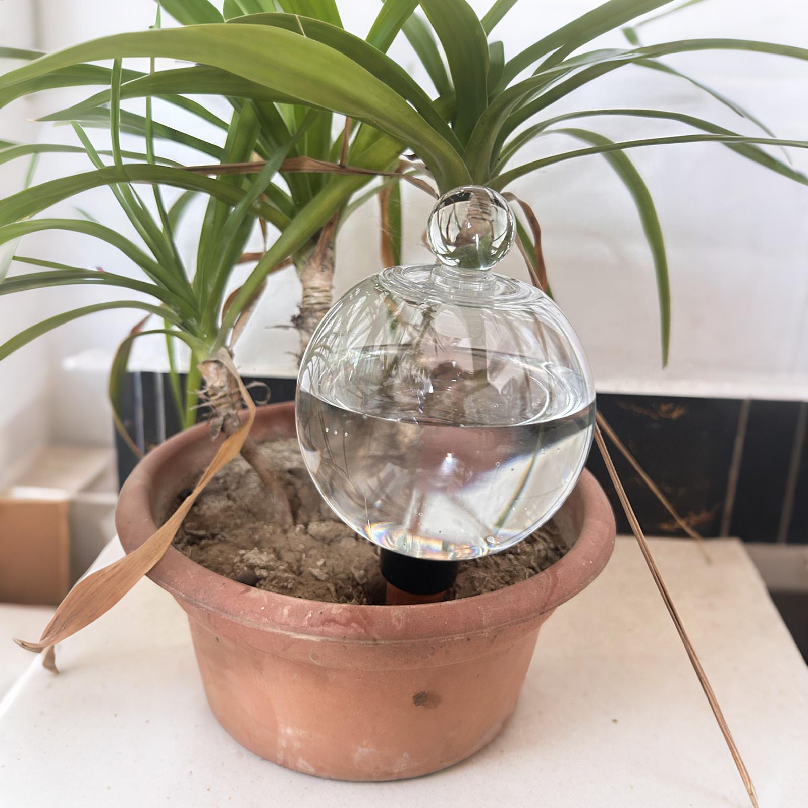 Plant Watering Bulbs 4pcs 500m - Succulent Set review and price