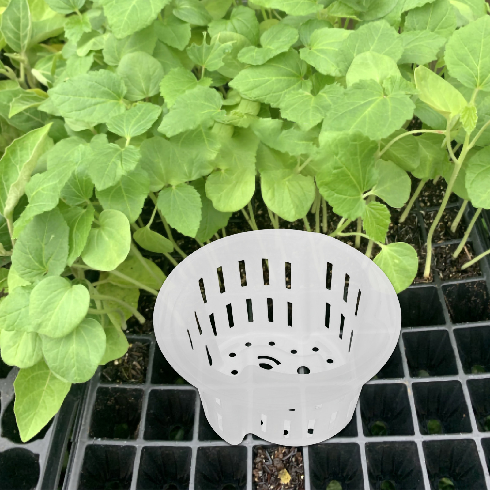 4Pcs Hydroponic Plant Pots Thi - Plant Pot review and price