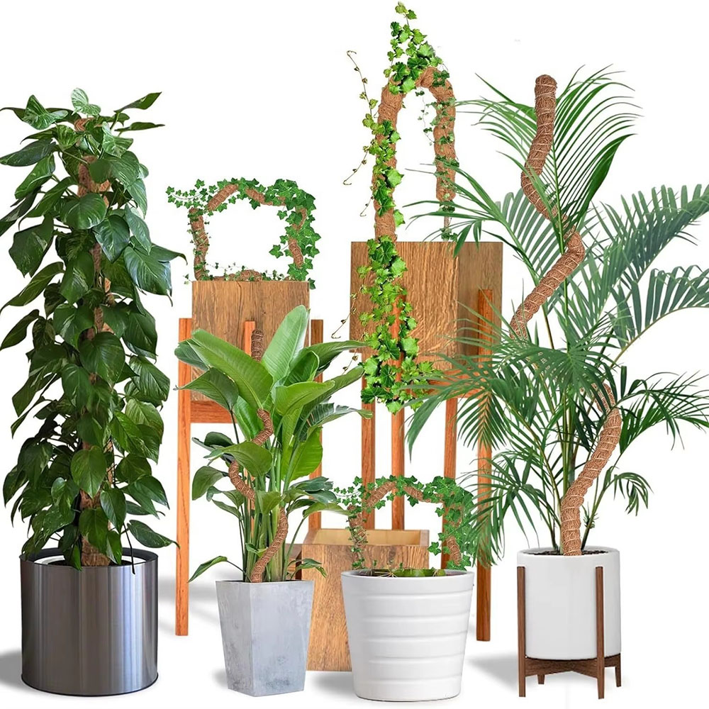 Horticultural Coconut Palm Sti - Pothos review and price