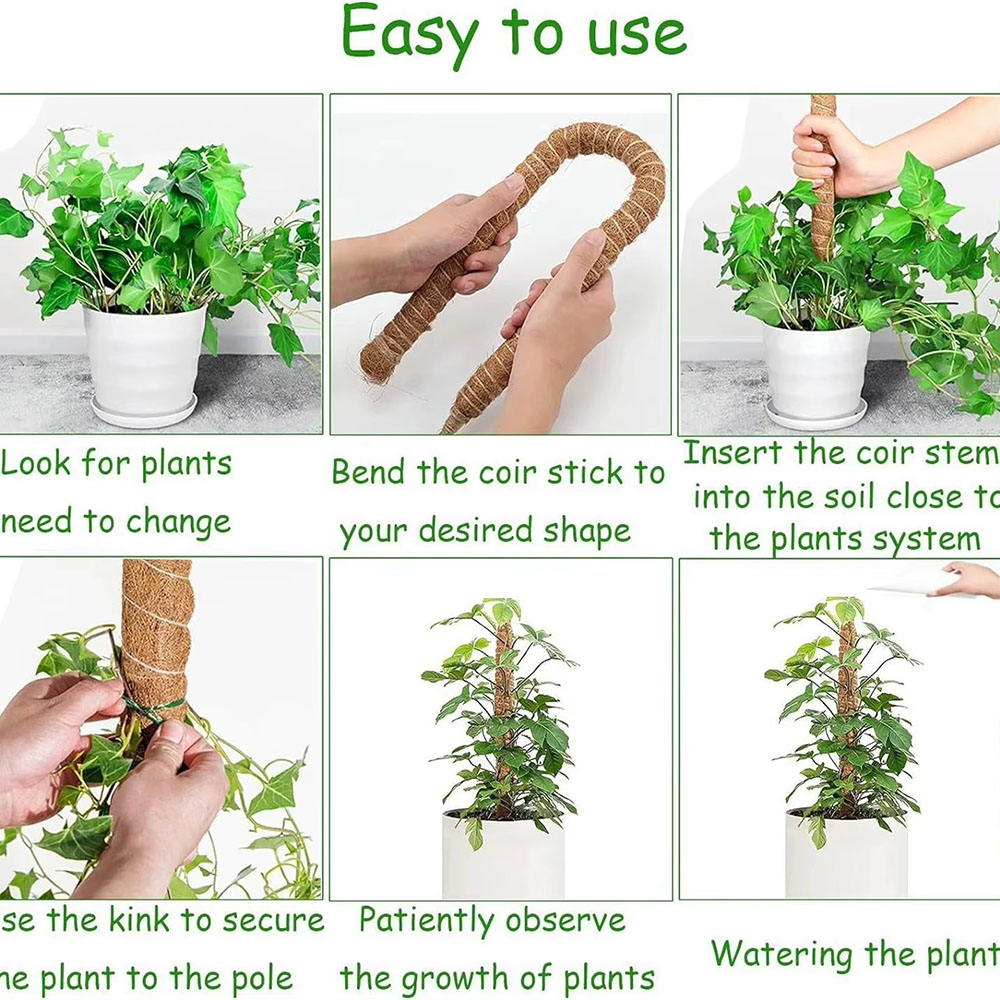 Horticultural Coconut Palm Sti - Pothos review and price