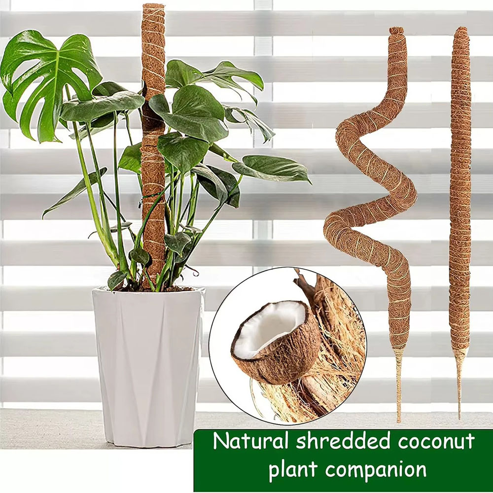 Horticultural Coconut Palm Sti - Pothos review and price